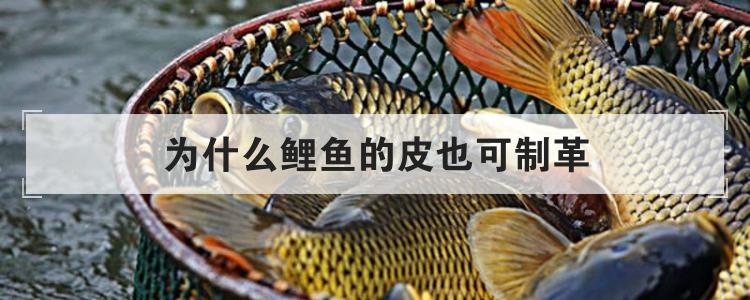为什么鲤鱼的皮也可制革