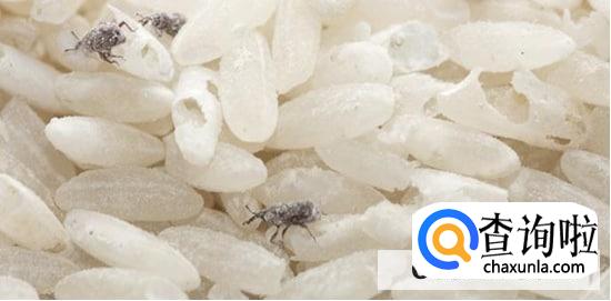 大米生牛子有办法可以去除吗