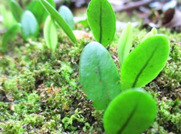 石瓜子功能和作用