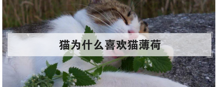 猫为什么喜欢猫薄荷