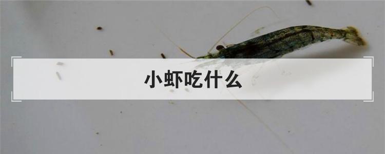 小虾吃什么
