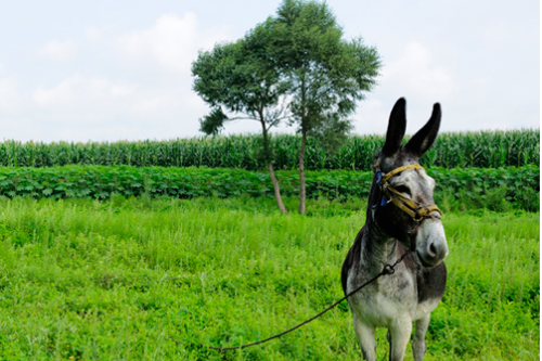 骡子和马的区别