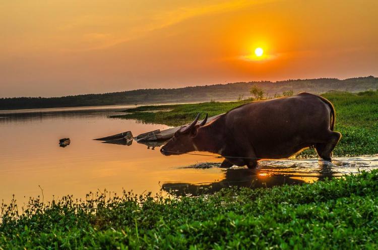 稳如泰山打一肖