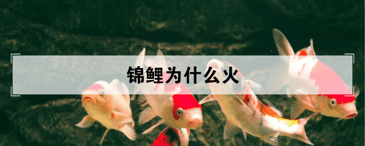 锦鲤为什么火