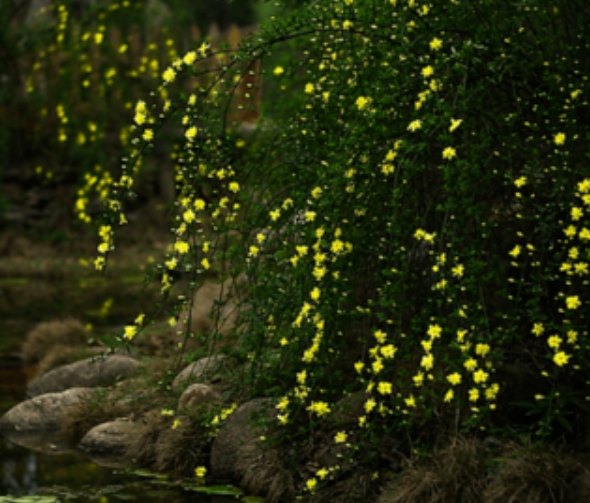 迎春花是什么花？