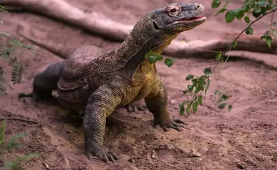 人类曾经的天敌