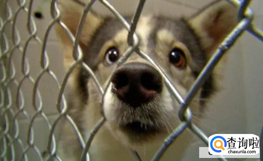 正确训练狗狗定点大小便的方法