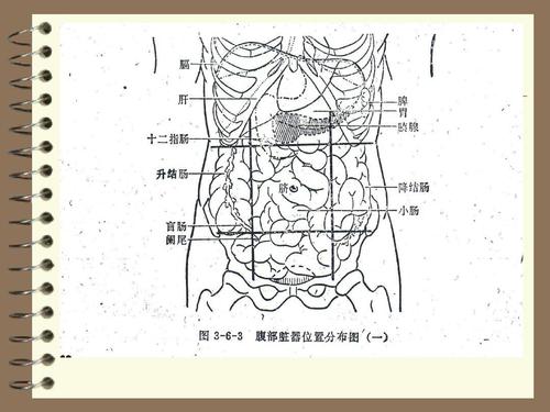 腹部九区的划分