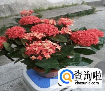 龙船花开完花以后要怎么修剪好