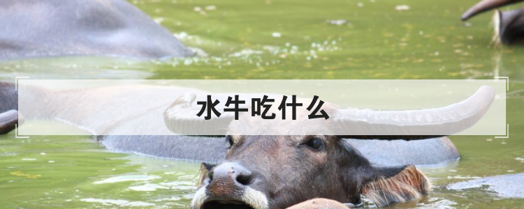 水牛吃什么