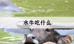 水牛吃什么