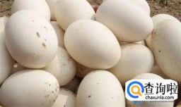 高血压的人可以吃鹅蛋吗