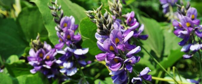 葛花的作用与功效