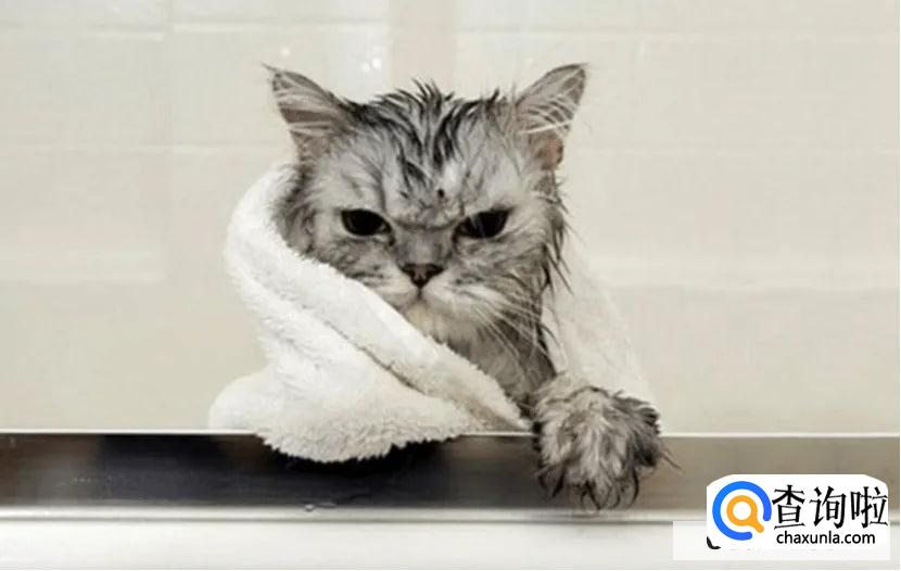 怎么去除家里的猫臭味