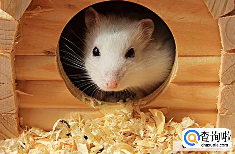 怎么让仓鼠晚上不闹腾