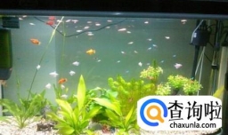 如何选购鱼缸?鱼缸什么牌子好?