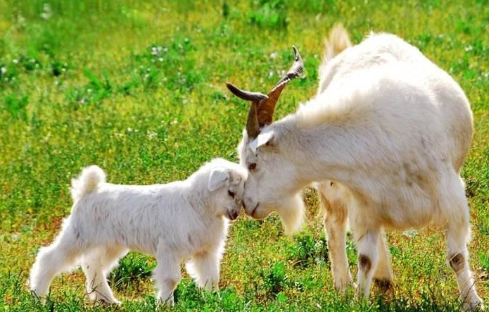 百依百顺解生肖