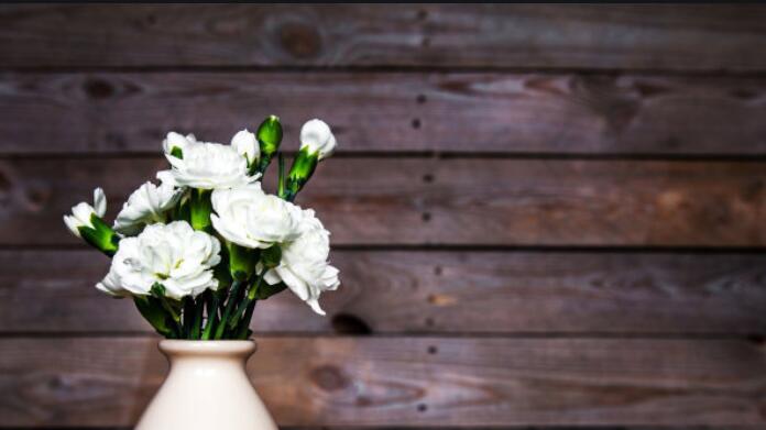 康乃馨的花语是什么