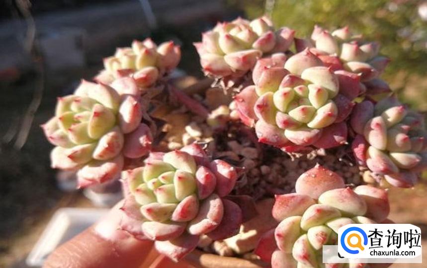 樱花锦多肉怎么养活呢