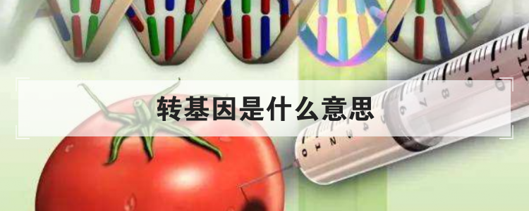 转基因是什么意思