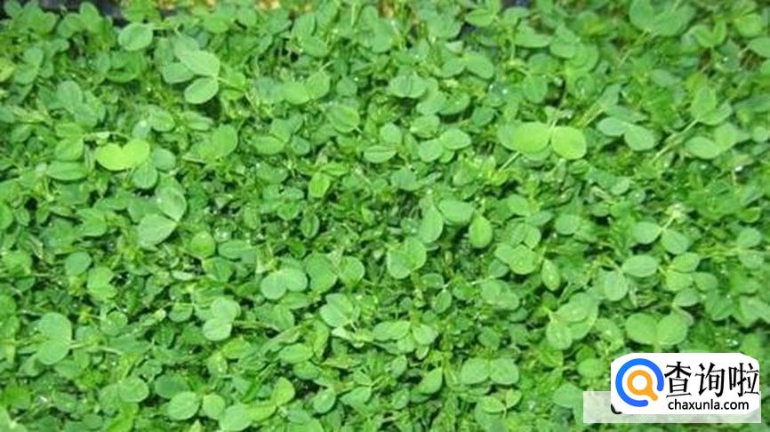 常吃豆瓣菜有什么好处