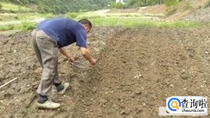 花生高产有哪些施肥技巧
