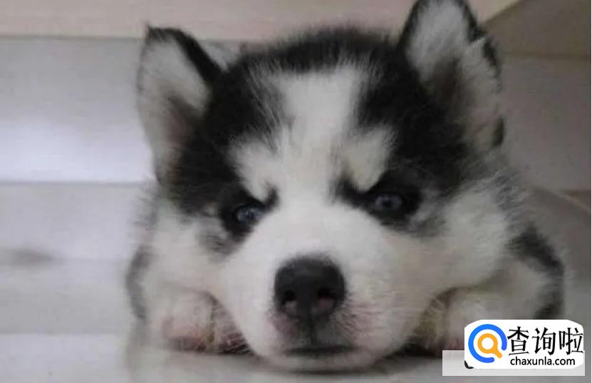 这对它来说也是一样的道理