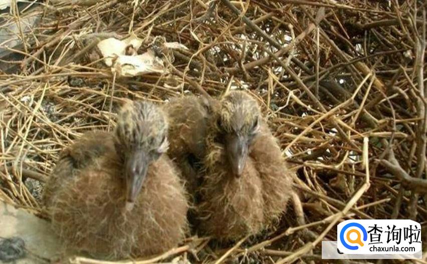 怎么训练斑鸠认主人