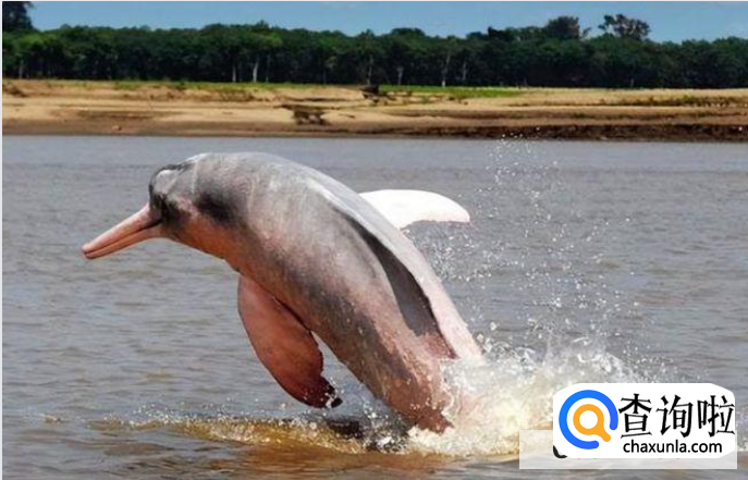 海豚会主动攻击人类吗