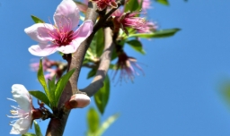 踏春赏花的优美句子有哪些？