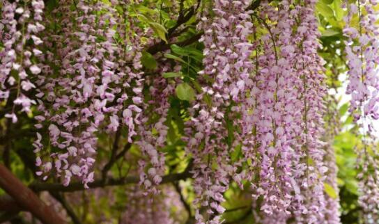 葛花的作用与功效