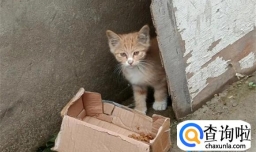 怎样才能捡到好看的猫怎样才能捡到好看的猫