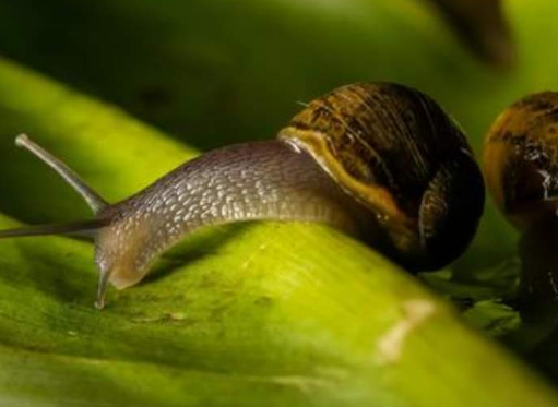 地球上的生物种类超过多少万种