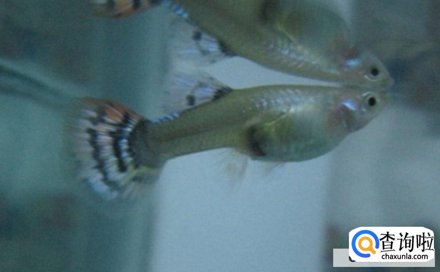 孔雀鱼鱼苗饲养方法