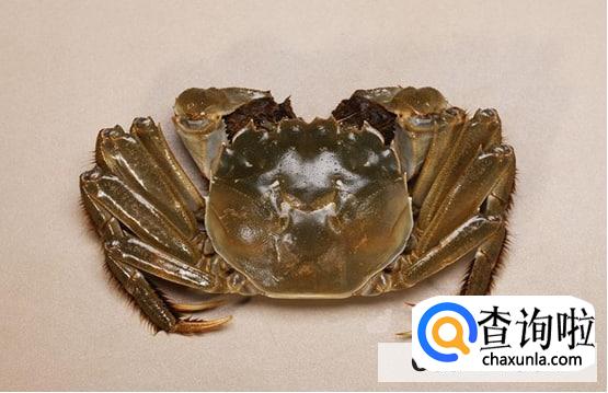 哪些食物可以帮助回奶