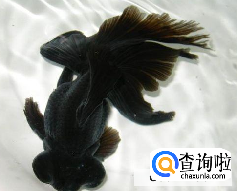 哪些金鱼比较好养