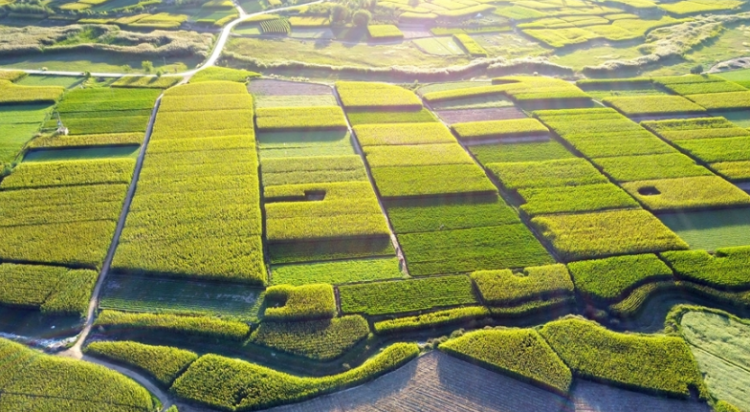 什么的田野填空词语有什么 