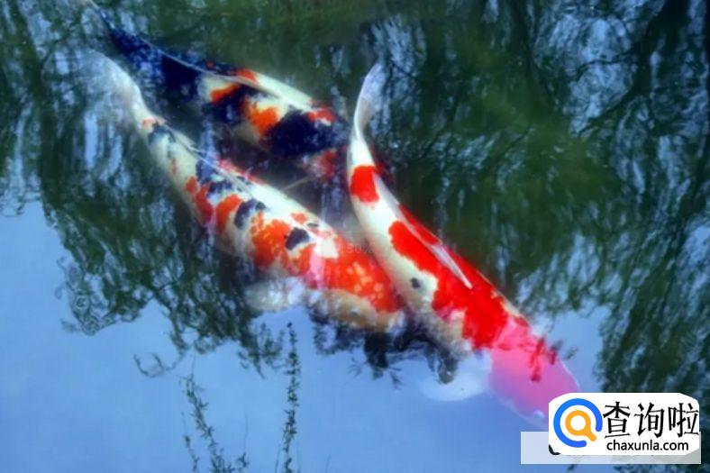 锦鲤在鱼缸下了鱼卵怎么孵化