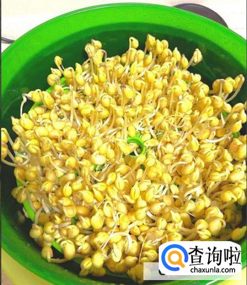 豆芽菜怎么种植自制豆芽