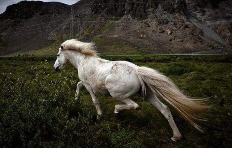 精神奕奕的动物是什么动物