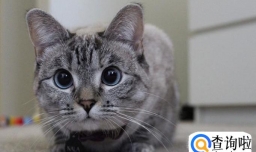 鱼的记忆是七秒，猫的记忆有多久？