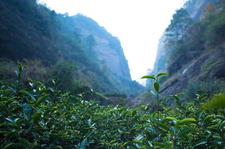 岩茶有哪些品种