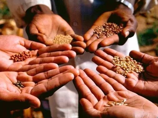 转基因是什么意思