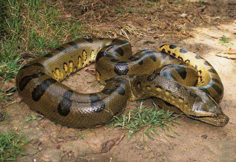 世界上最大的蟒蛇