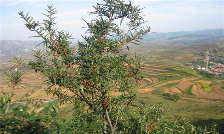 辨别方向的办法有哪些