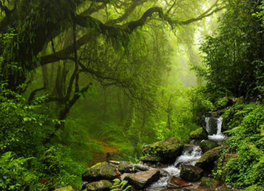 热带雨林气候特点