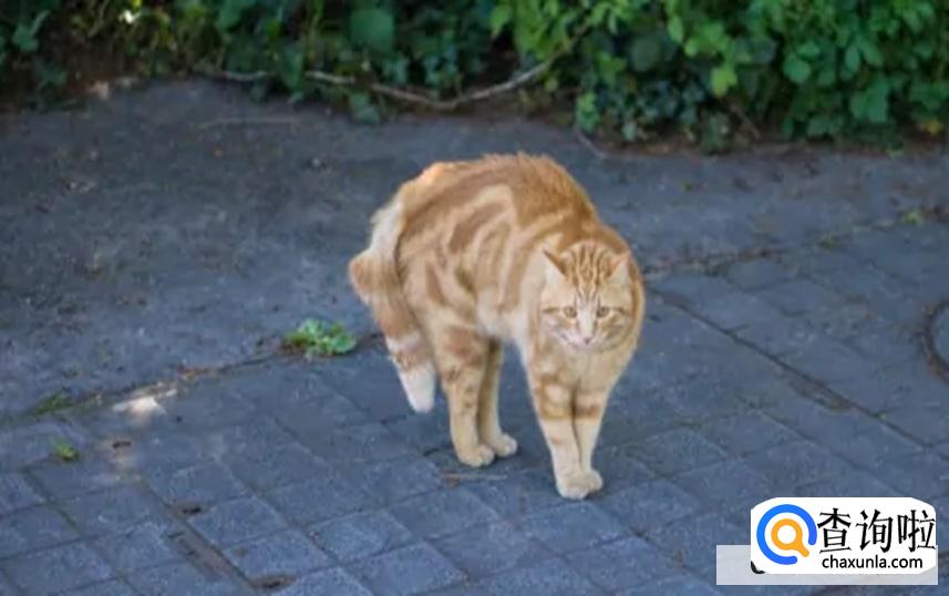 猫的情绪该如何识别