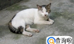 猫咪乱尿怎么办