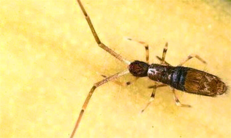 怎么清除家里跳虫