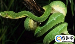 梦到蛇是什么意思 梦到蛇怎么办